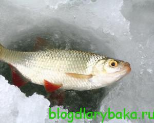 Как правильно прикармливать рыбу по первому льду