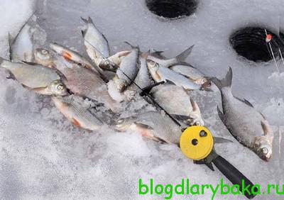 Как правильно прикармливать рыбу по первому льду