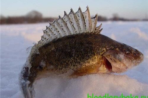 Ловля ерша зимой – советы которые пригодятся на рыбалке