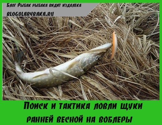 blog-ribalka.ru